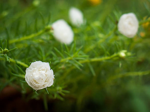 White rosemoss with blur background..jpg
