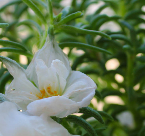 White summer flowers.jpg