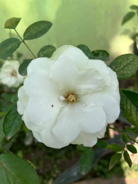 White rosse flower look very natural in the garden.jpg