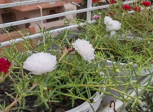 White Time Flowers in backyard.jpg