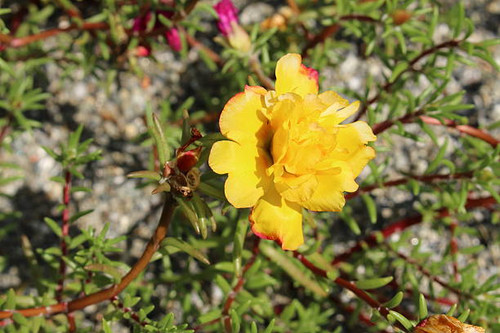 Yellow "Mexican Rose" (or Rock Rose, Sun Rose, Moss Rose, Moss-Rose Purslane, Eleven Oclock) in Inns.jpg