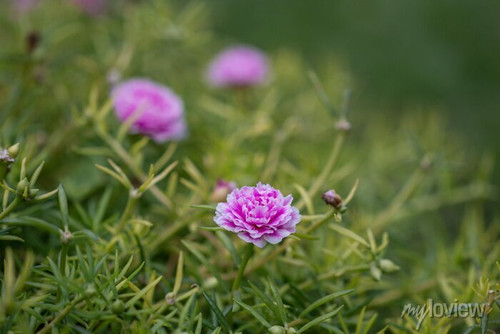 46 selective focus close up beautiful pink portulaca grandiflora plant in a garden common name inclu.jpg
