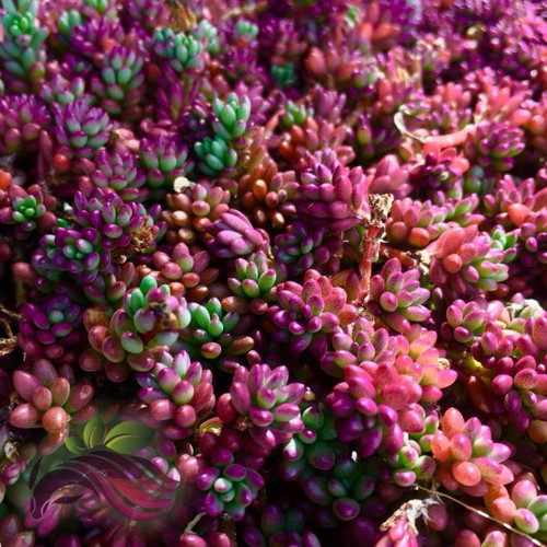 47 fb794fbffc752435d7b628b36ea2a938 jpg 720x720q80 jpg.jpg