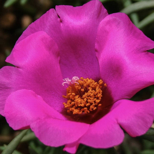 Silky fuchsia-color flower petal, full bloom.jpg
