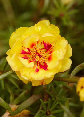 sundial yellow moss rose ba8d8e19.jpg