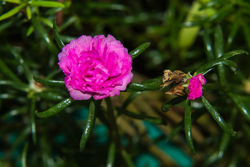 Little Common Purslane Pink.jpg