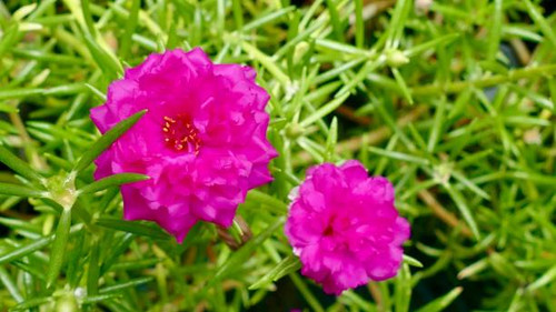 Pigweed, Little Hogweed or Common Purslane flower blooming in tropical garden.jpg