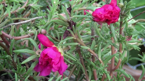 Close-up shot of an red rose flower.jpg