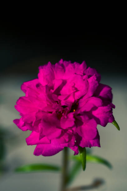 Pink flowers with focus, outdoor, indonesia, bokeh.jpg