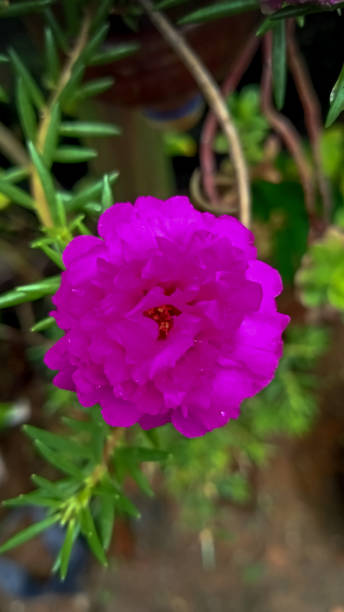 pink purslane flowers blooming in the garden.jpg
