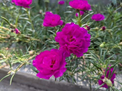 Pink Mossrose Flower / Portulaca Grandiflora.jpg