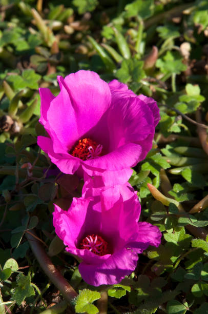 Autumn in the garden Sydney, Australia.jpg