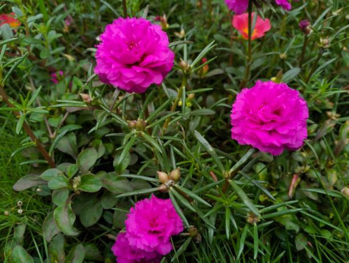 Portulaca grandiflora?is a?succulent?flowering plant?in the family?Portulacaceae, native to southern.jpg