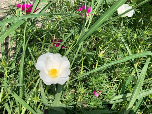 Wild flowers in the city.jpg