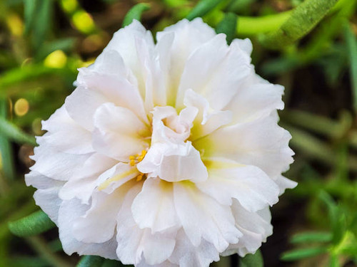 Krokot mawar or rose moss is an ornamental plant belonging to the family Portulacaceae originating f.jpg