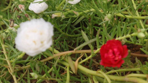 Zinnia elegans red flowers in full bloom in the garden.jpg