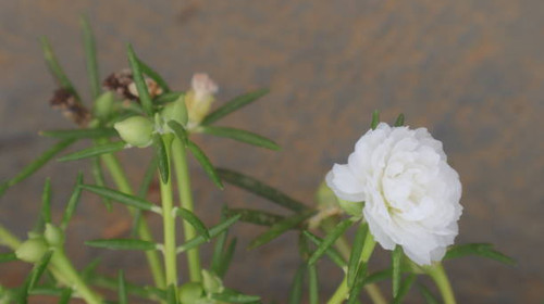 Zinnia elegans white flowers in full bloom in the garden.jpg