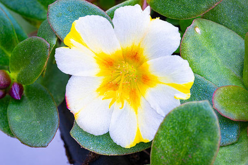 Detailed image of a white-yellow flower of Common purslane (Portulaca oleracea)..jpg