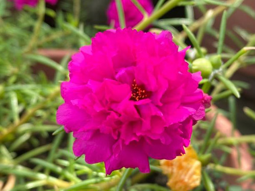 Portulaca is widely consumed as an edible plant, and in some areas it is invasive..jpg