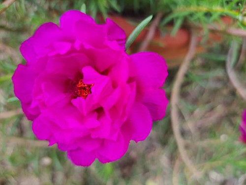 Portulaca grandiflora flower in fuchsia color. Known as eleven o'clock because its flowering almost .jpg