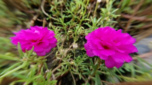 Beautiful Flower, Fresh Pink Purslane, Moss Rose, Ten O'Clock, Sun Rose or Portulaca Grandiflora Flo.jpg