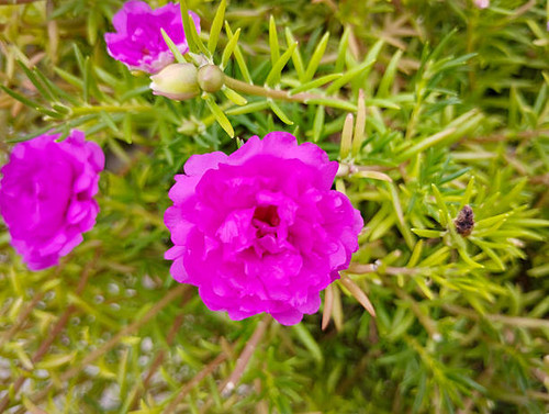 Blooming Magenta Moss Rose Surrounded by Buds and Foliage.jpg