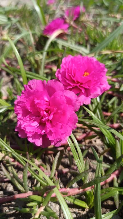 Rosa centifolia muscosa in the garden.jpg