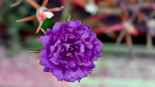Portulaca oleracea.jpg