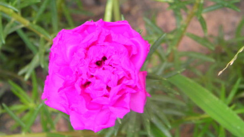 Beautiful flowers.jpg