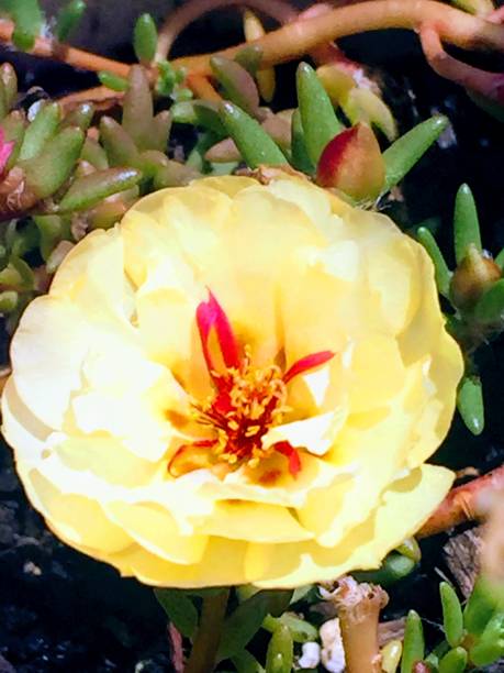 Yellow flower plant rose moss sunshine summer morning blooming bloom.jpg