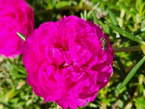 A close-up of a double pink flower of Portulaca grandiflora reveals the full splendor and delicacy o.jpg