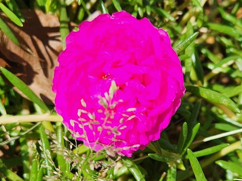 Portulaca grandiflora, commonly known as moss rose or sun plant, is a succulent plant that stands ou.jpg