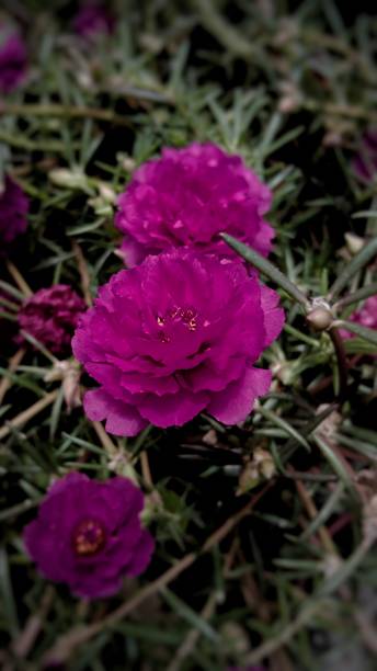 some blooming red portulaca flowers.jpg