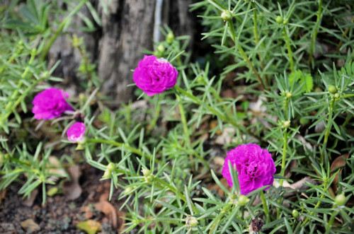 A beautiful pink Eleven-o'clock flower (Portulaca grandiflora) blooming in the sidewalk garden.jpg