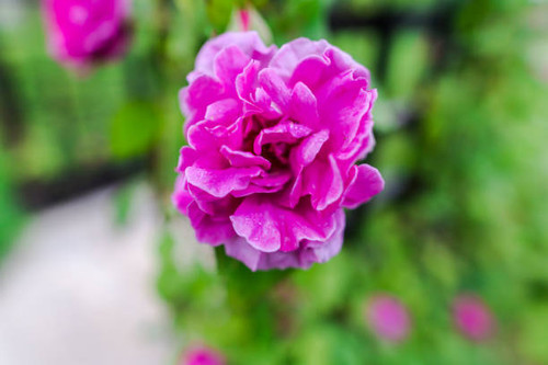 Wild spring flowers.jpg