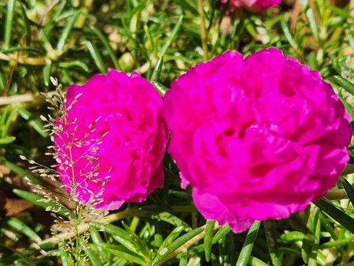 Portulaca grandiflora, commonly known as moss rose or sun plant, is a succulent plant that stands ou.jpg