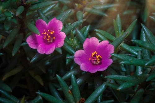 Documentation on various subjects using a macro lens..jpg