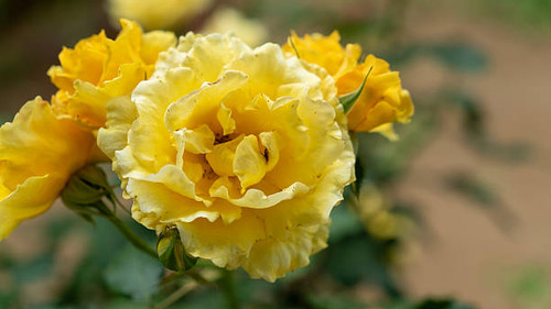 Yellow roses symbolised friendship, joy and caring. This elegant English rose has large, densely dou.jpg