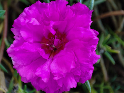 Krokot mawar or rose moss is an ornamental plant belonging to the family Portulacaceae originating f.jpg