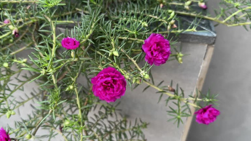 Pink Portulaca Blossoms in the garden.jpg