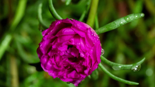 Time lapse of portulaca flower blooming.jpg