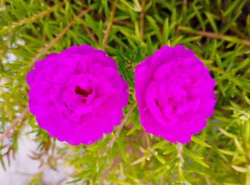 Vibrant Twin Magenta Moss Rose Flowers in Bloom.jpg