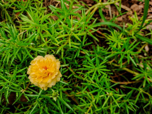 vibrant yellow Purslane flower bloom.jpg
