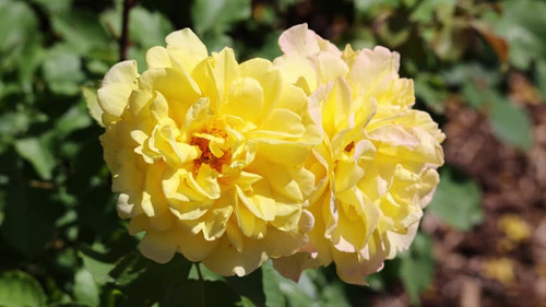 yellow roses in their natural habitat, in full bloom up close, elegant, intimate, romantic, delicate.jpg