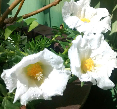 il 1588x N 740055627 2cmk.jpg