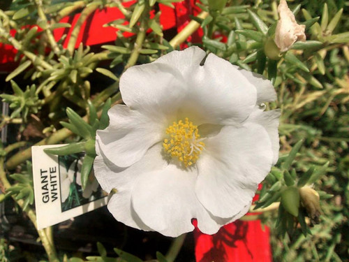 GIANT WHITE Portulaca.jpg