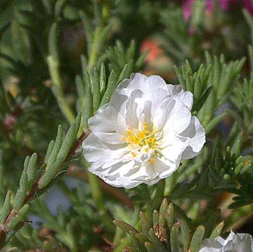 White Giant Flowered Portulaca 1.jpg