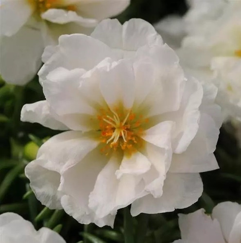 White Giant Flowered Portulaca 3.jpg