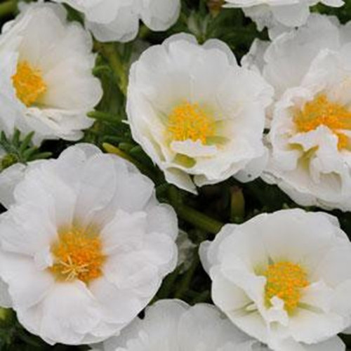 White Giant Flowered Portulaca 4.jpg