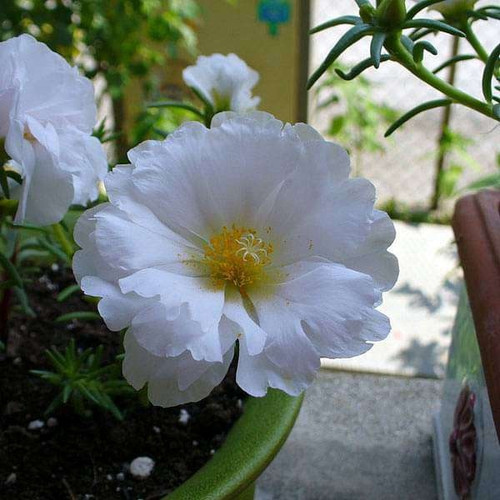 White Giant Flowered Portulaca 2.jpg